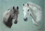 Pony & Horse