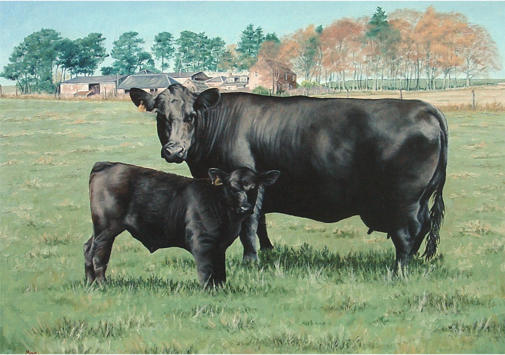 Aberdeen Angus Cattle