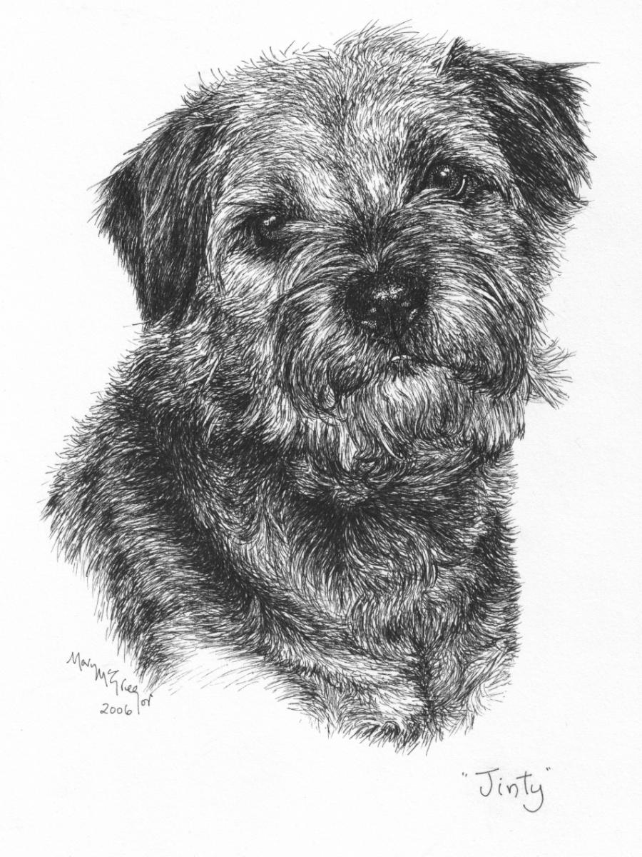 border terrier in pen & ink
