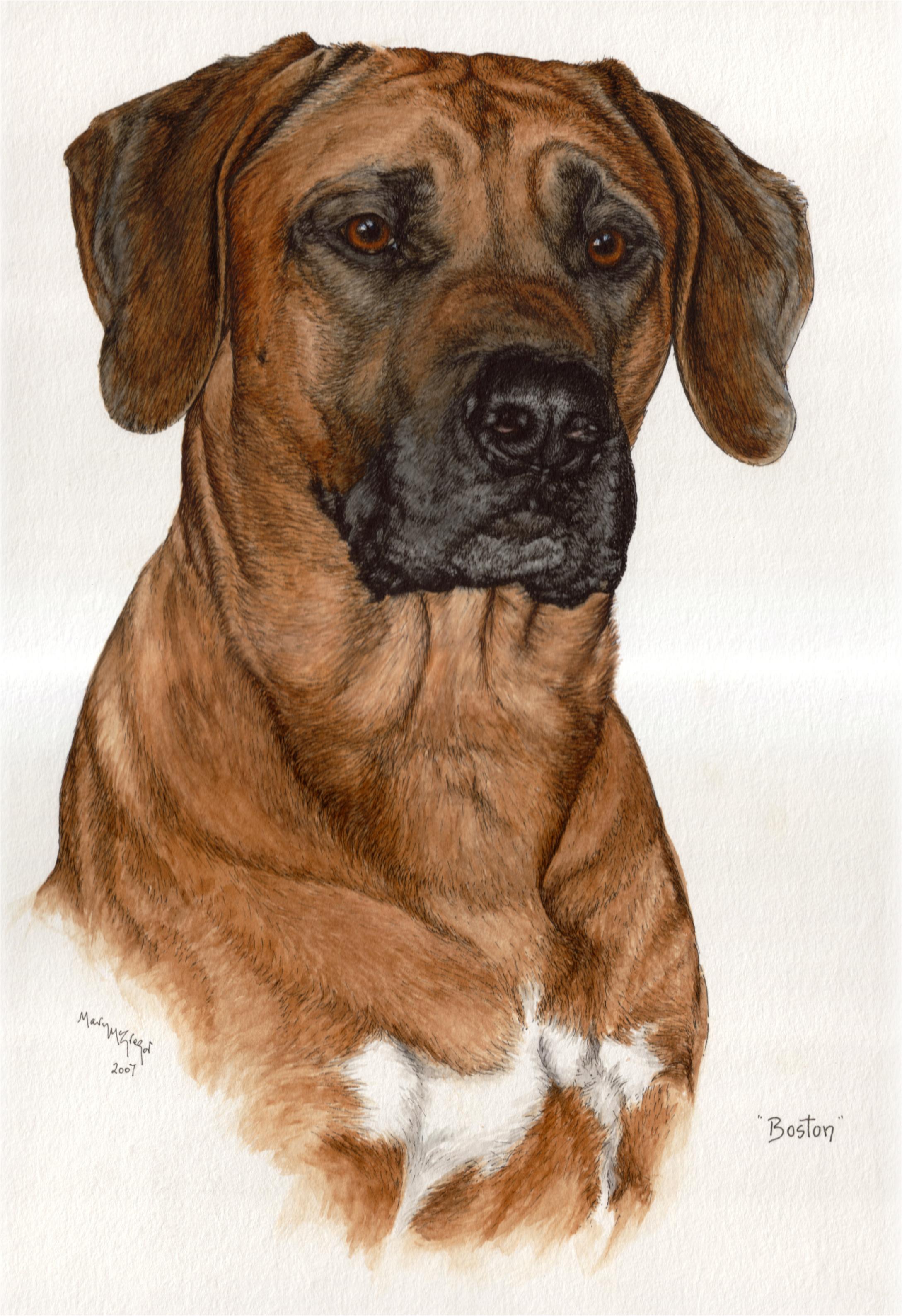 Rhodesian Ridgeback in Water-colour