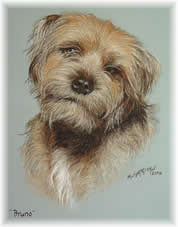 Border Terrier in pastel