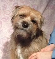 Border Terrier photo