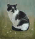 Daisy in pastel