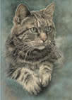 Tabby in pastel