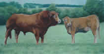 Cattle in pastel
