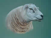 Hamlet the sheep in pastel