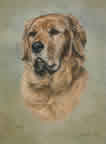 Another Retriever in pastel