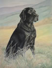 Black Labrador in pastel