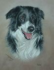 Border Collie in pastel