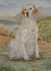 English Setter in pen and watercolour