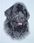 Newfoundland in pen and watercolour