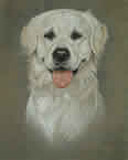 Retriever in pastel