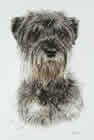 Schnauzer in pen and watercolour