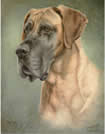 Great Dane in pastel