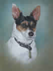 Jack Russell in pastel
