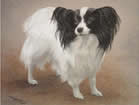 Papillon in pastel