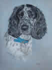 Spaniel in pastel