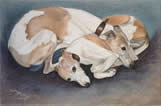 Whippets in pastel