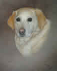 Yellow Labrador in pastel