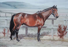 Horse in oils