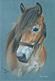 Pony in pastel